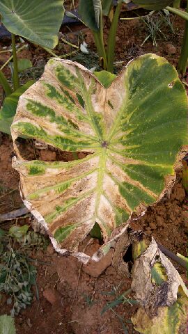 [芋]這芋頭是什麼病?