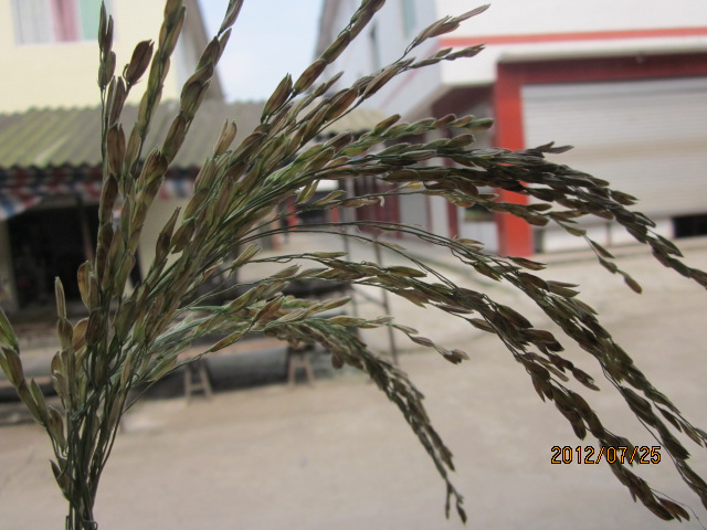 请各位老师看看此水稻谷吊子是稻飞虱所危害吗