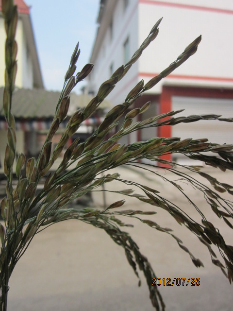 请各位老师看看此水稻谷吊子是稻飞虱所危害吗