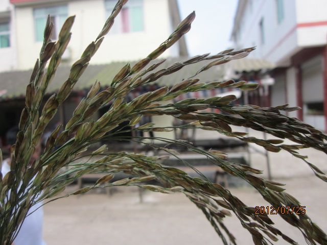 请各位老师看看此水稻谷吊子是稻飞虱所危害吗