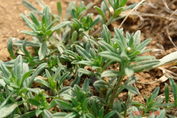 问一下麦家公和猪殃殃怎么区别