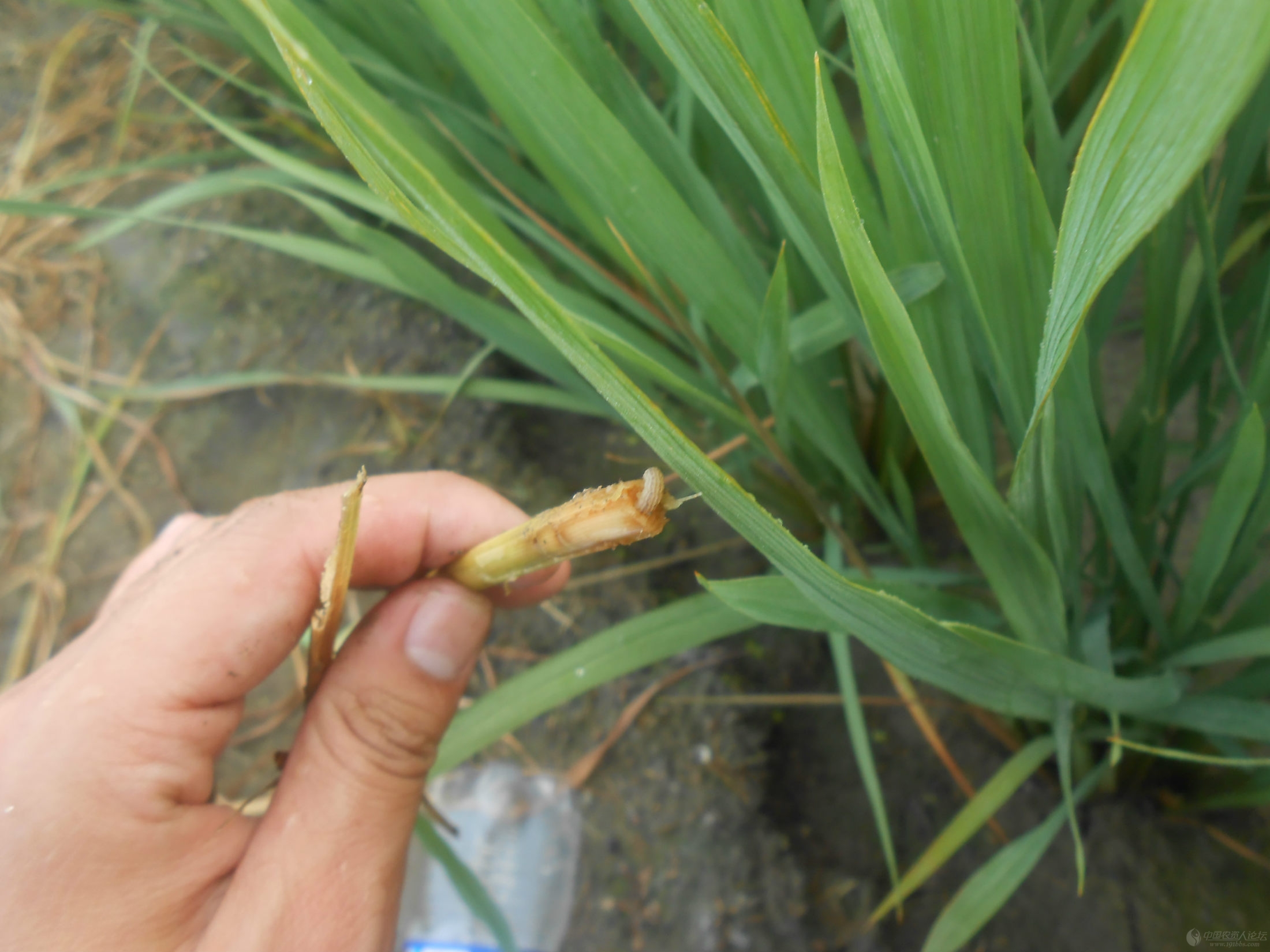 小晴实习之二化螟篇