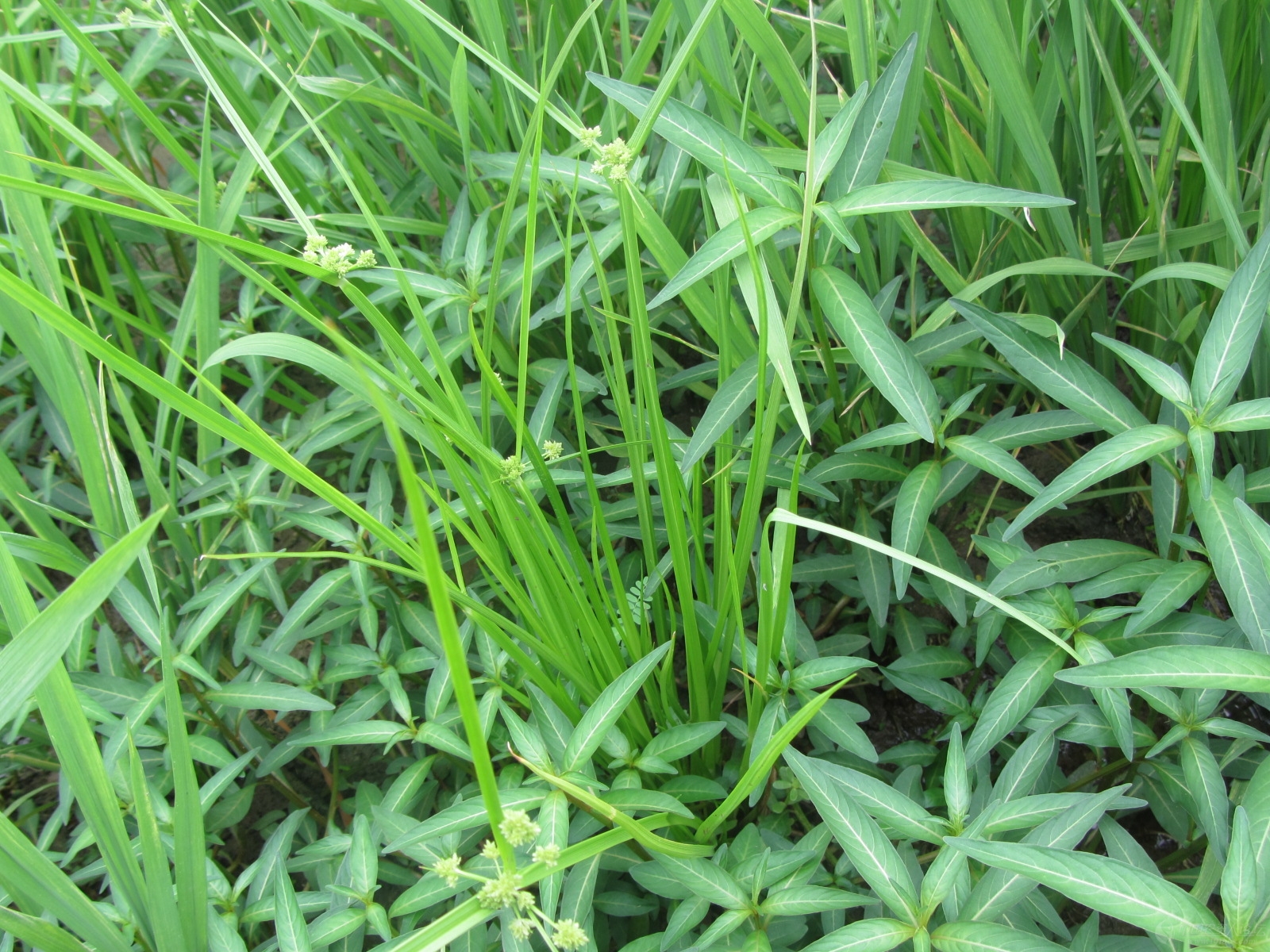 水稻直播田这是什么草