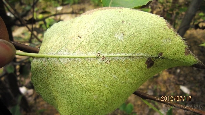 梨树二斑叶螨危害高清