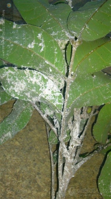 龙眼龙眼白粉蚧