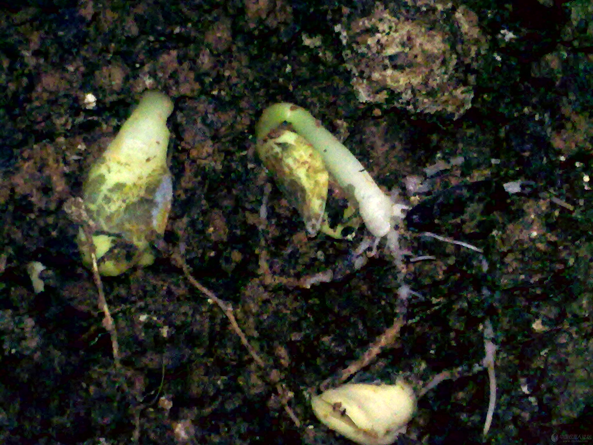 解决好种子问题