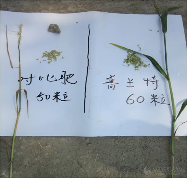 普兰特肥料市场表现