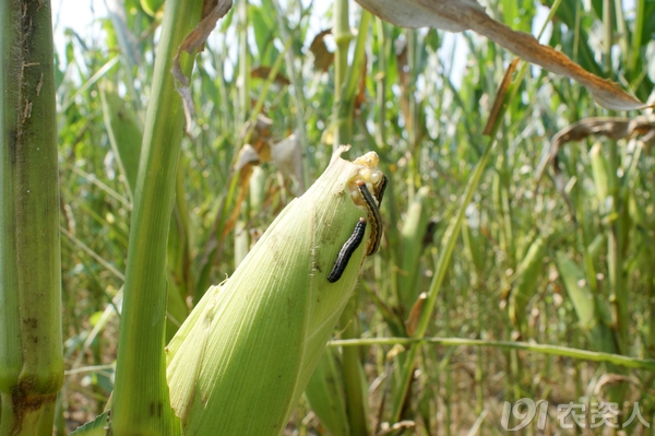 2012年粘虫大发生原因分析及建议