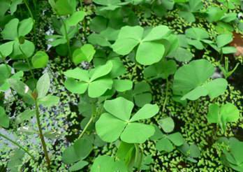 marsilea quadrifolia l. ,别名:四叶