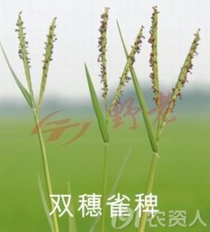 病虫草图 水稻杂草双穗雀稗 paspalum distichum l,属禾本科多年生