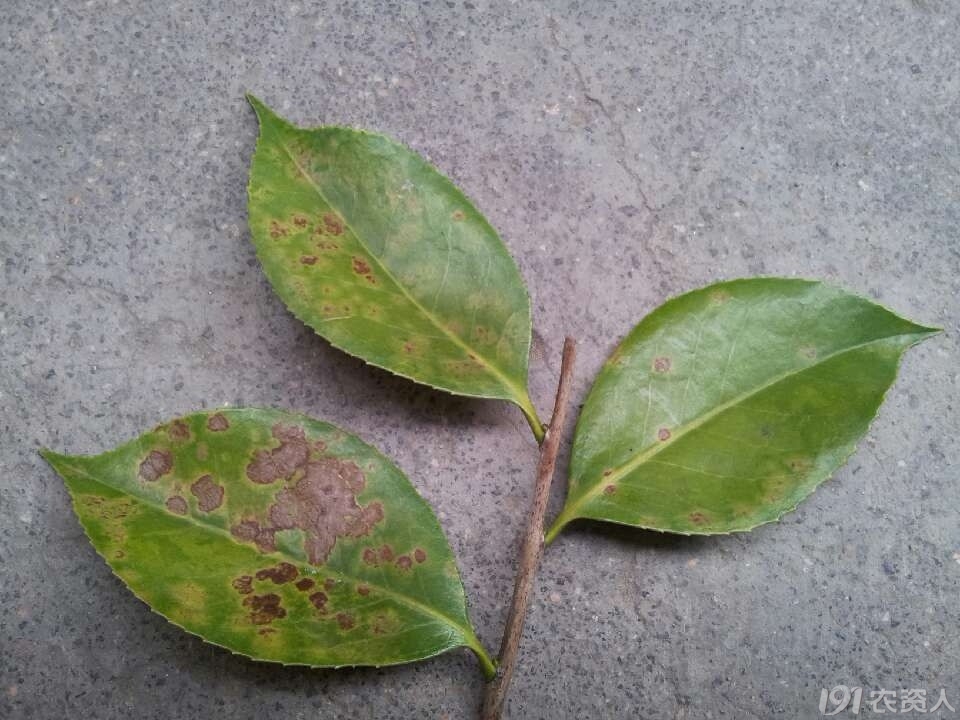 南方茶叶的病害