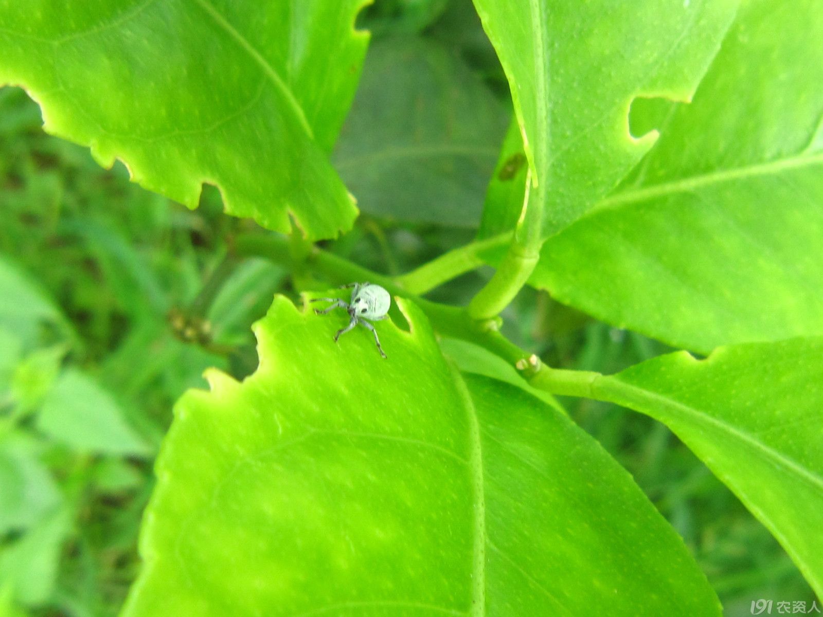 柠檬树上的小绿象鼻虫