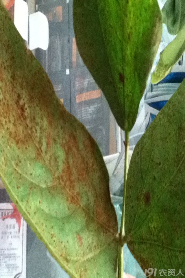 厚天观农资芸豆锈病