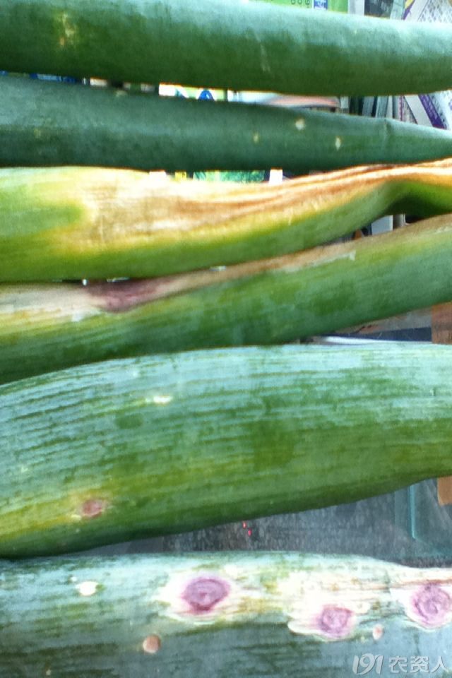 厚天观农资大葱紫斑病