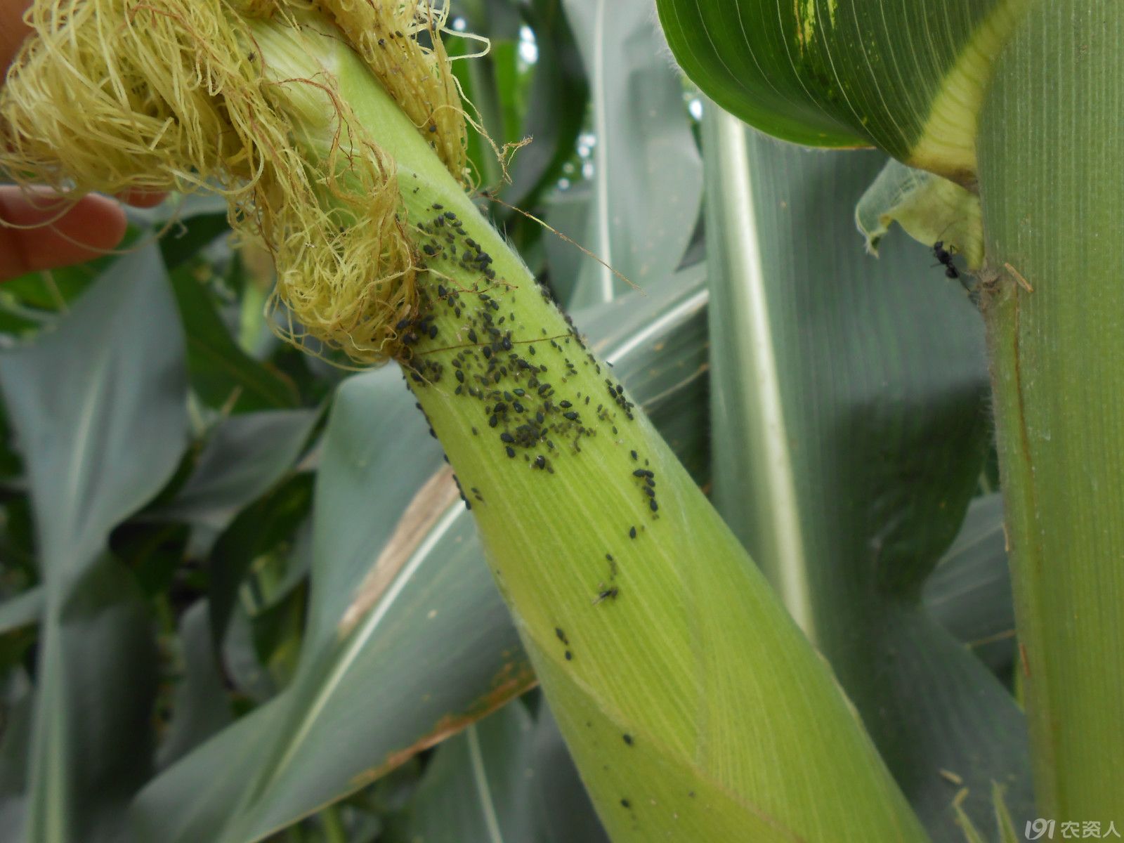 【小晴说昆虫】—玉米蚜虫