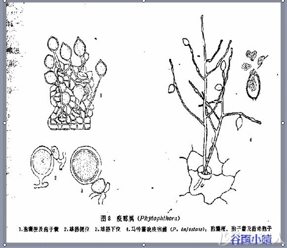 游动孢子囊图片图片