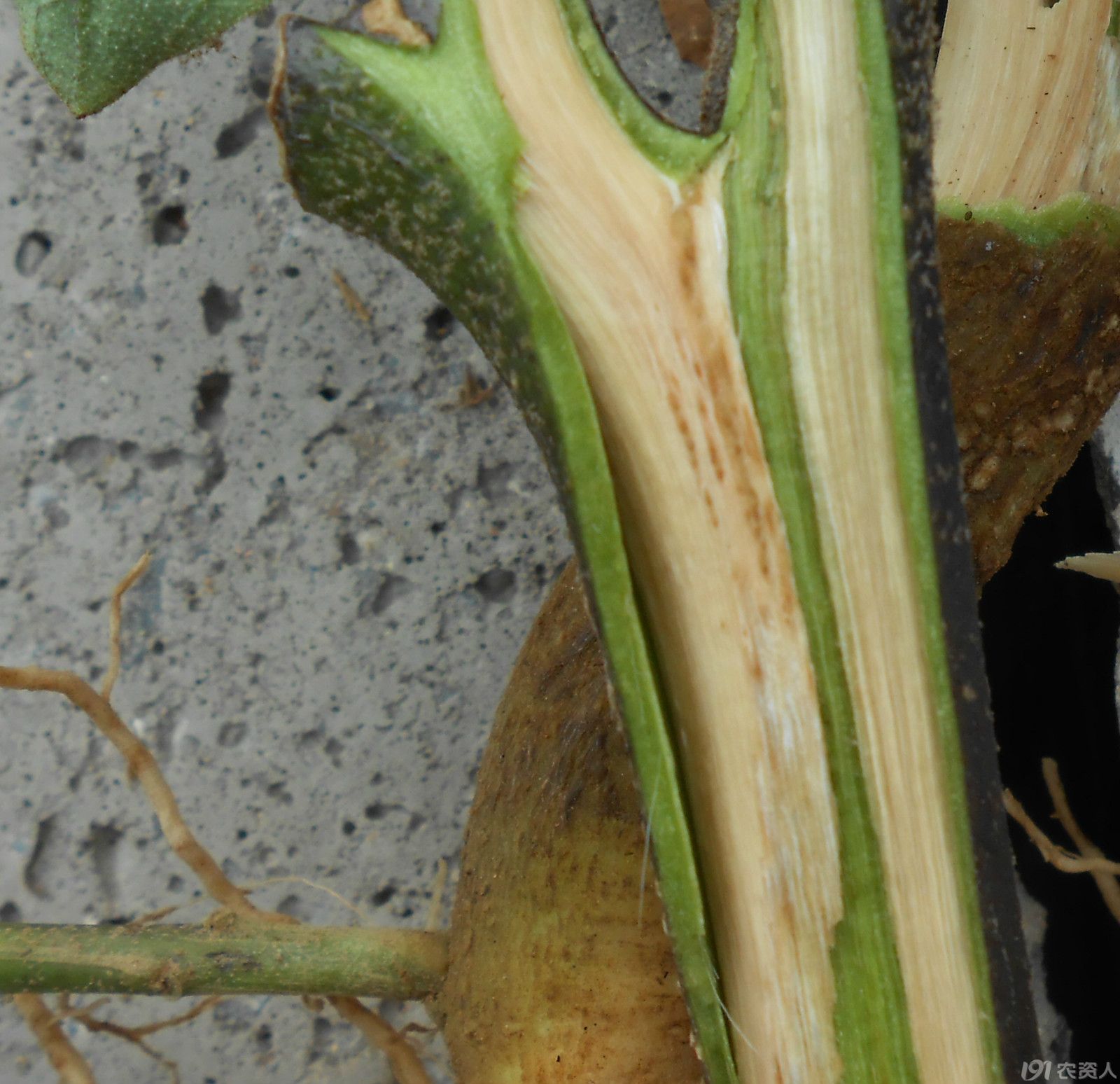 【小晴说病害】-----茄子黄萎病