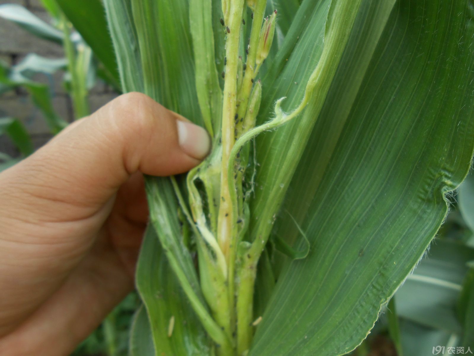 【小晴说昆虫】—玉米蚜虫