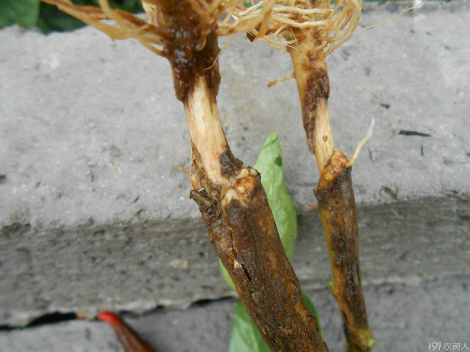 【小晴说药害】——辣椒敌克松药害