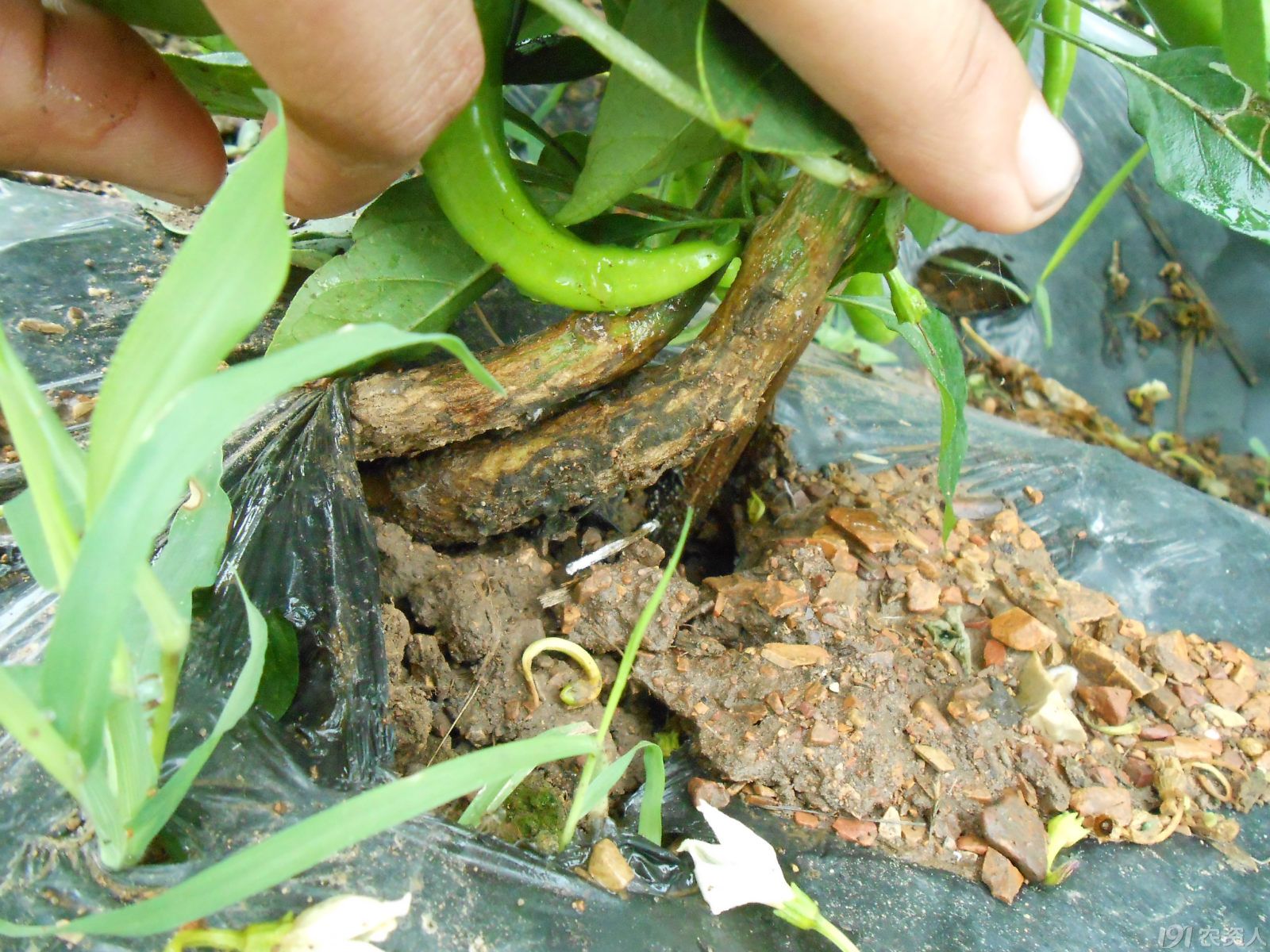 【小晴说药害】——辣椒敌克松药害