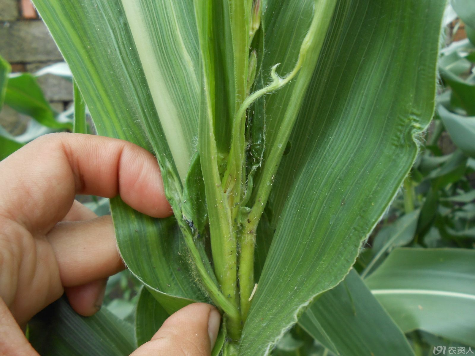 【小晴说昆虫】—玉米蚜虫