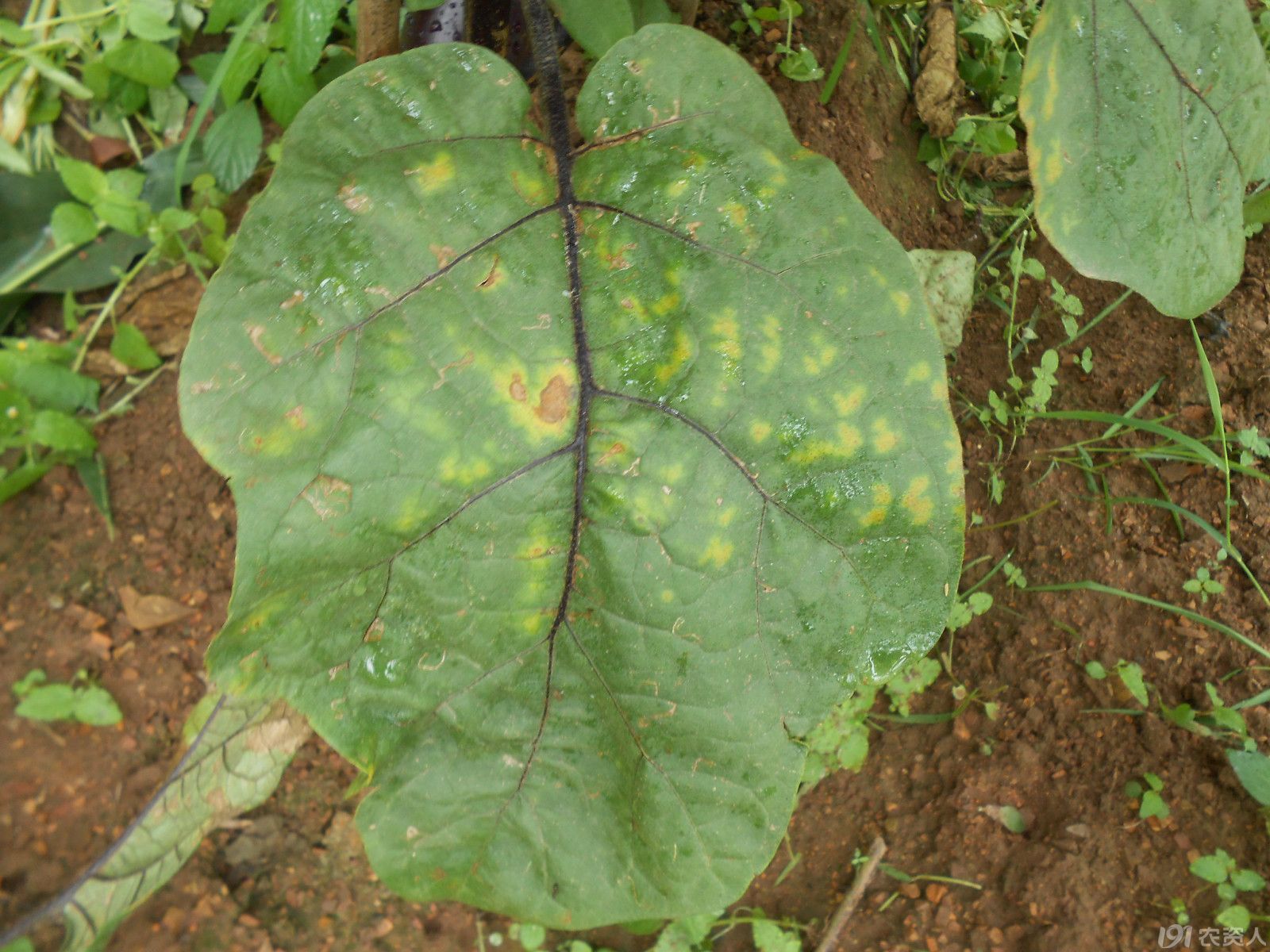 【小晴说病害】-----茄子黄萎病