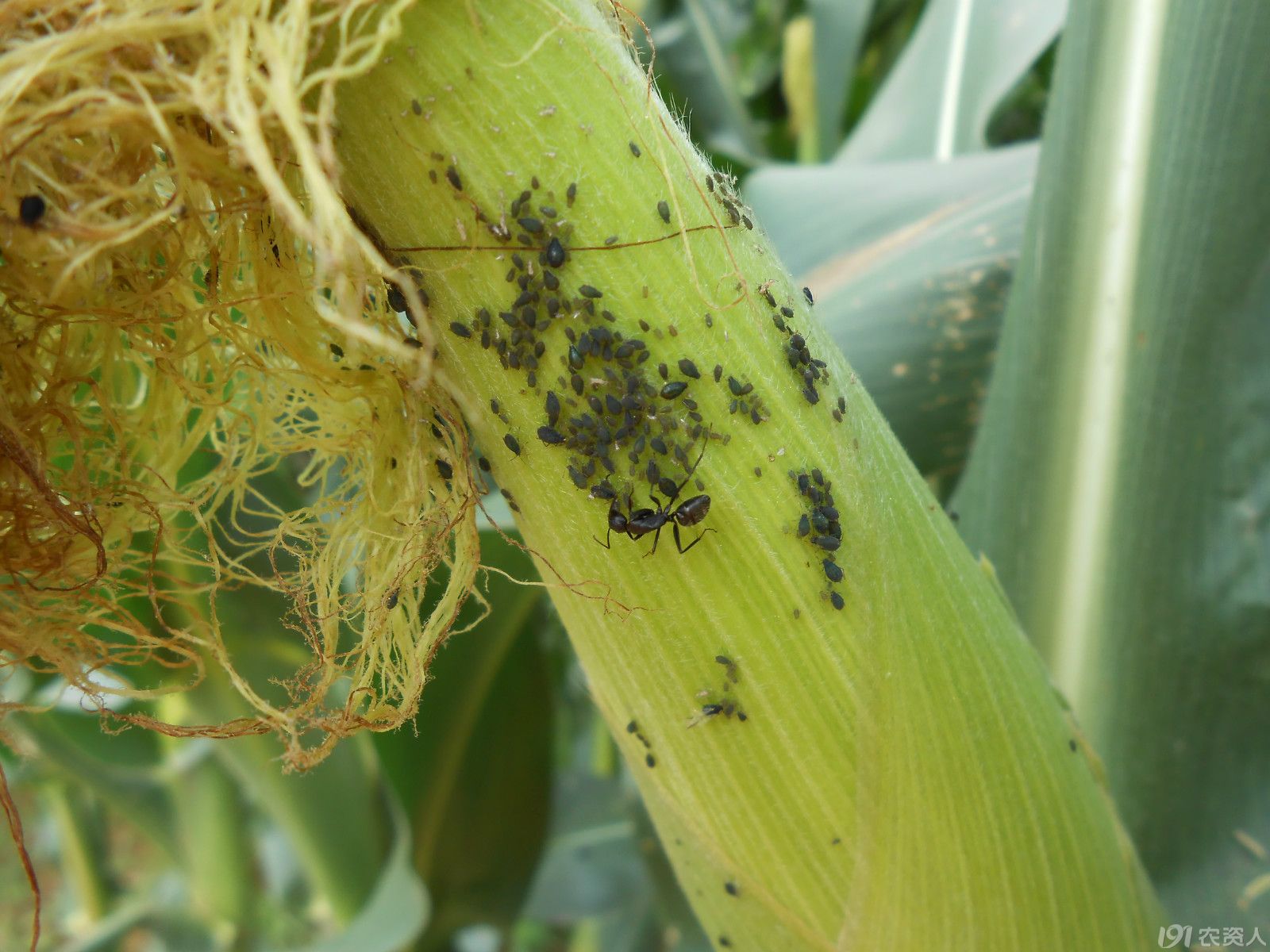 【小晴说昆虫】—玉米蚜虫