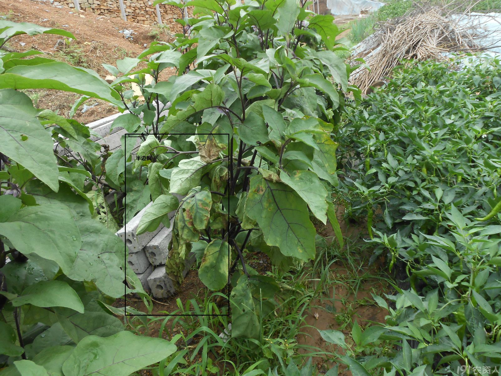 【小晴说病害】-----茄子黄萎病