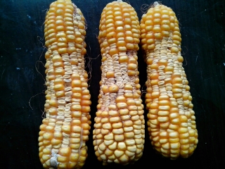 请高手解释:浚单29玉米果穗中部不结籽是什么原因?