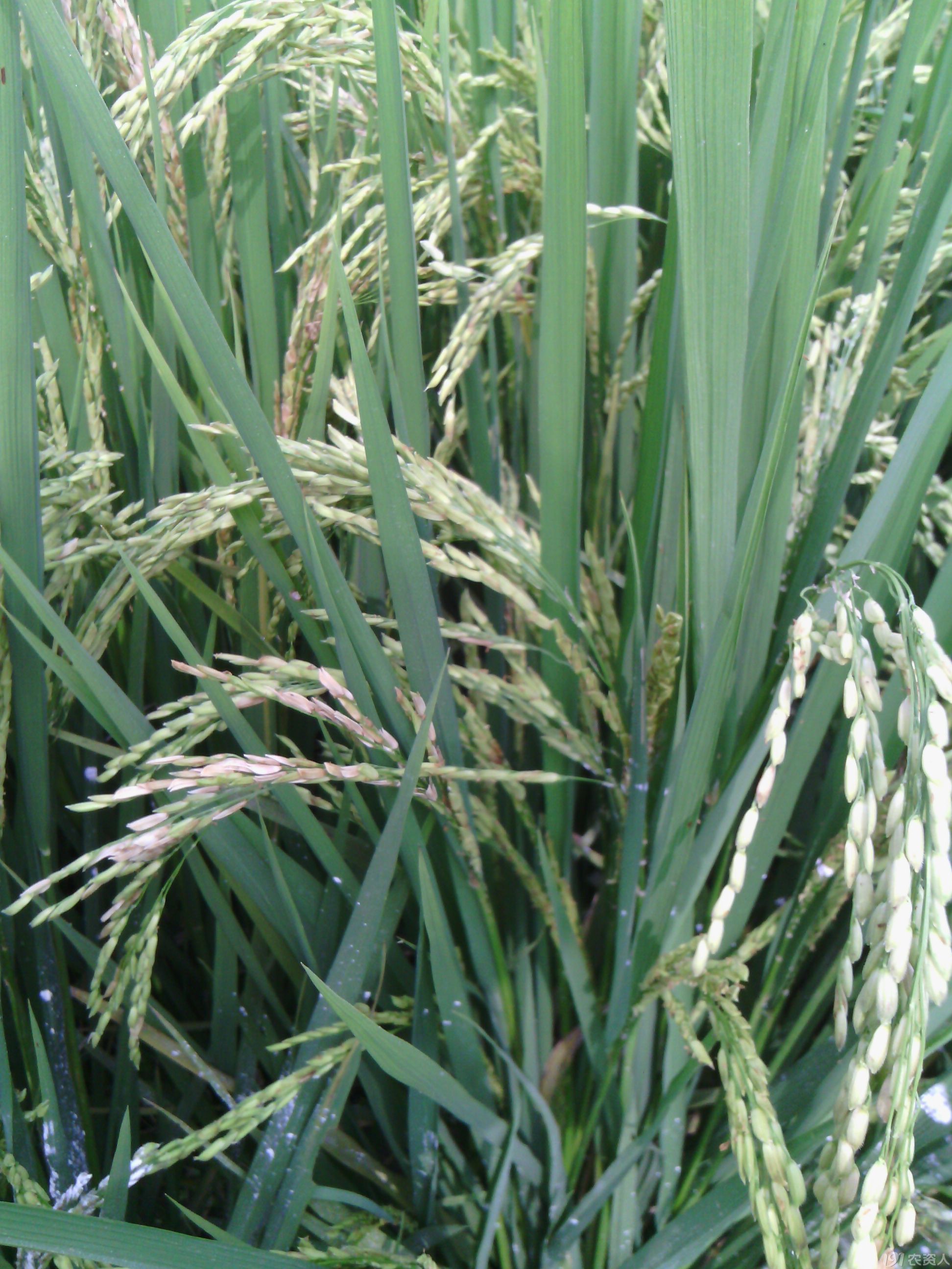 水稻附线螨危害