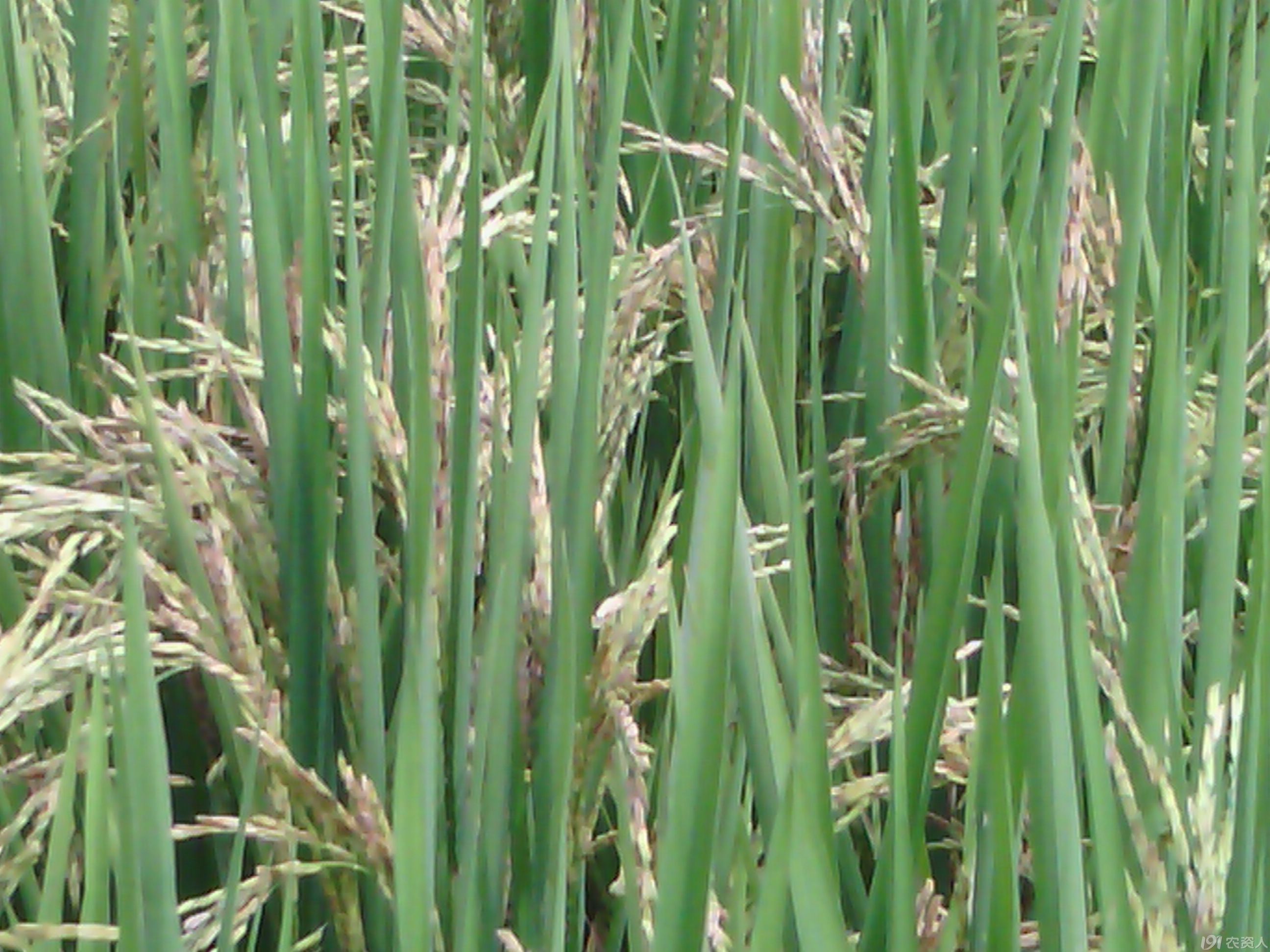 水稻附线螨危害