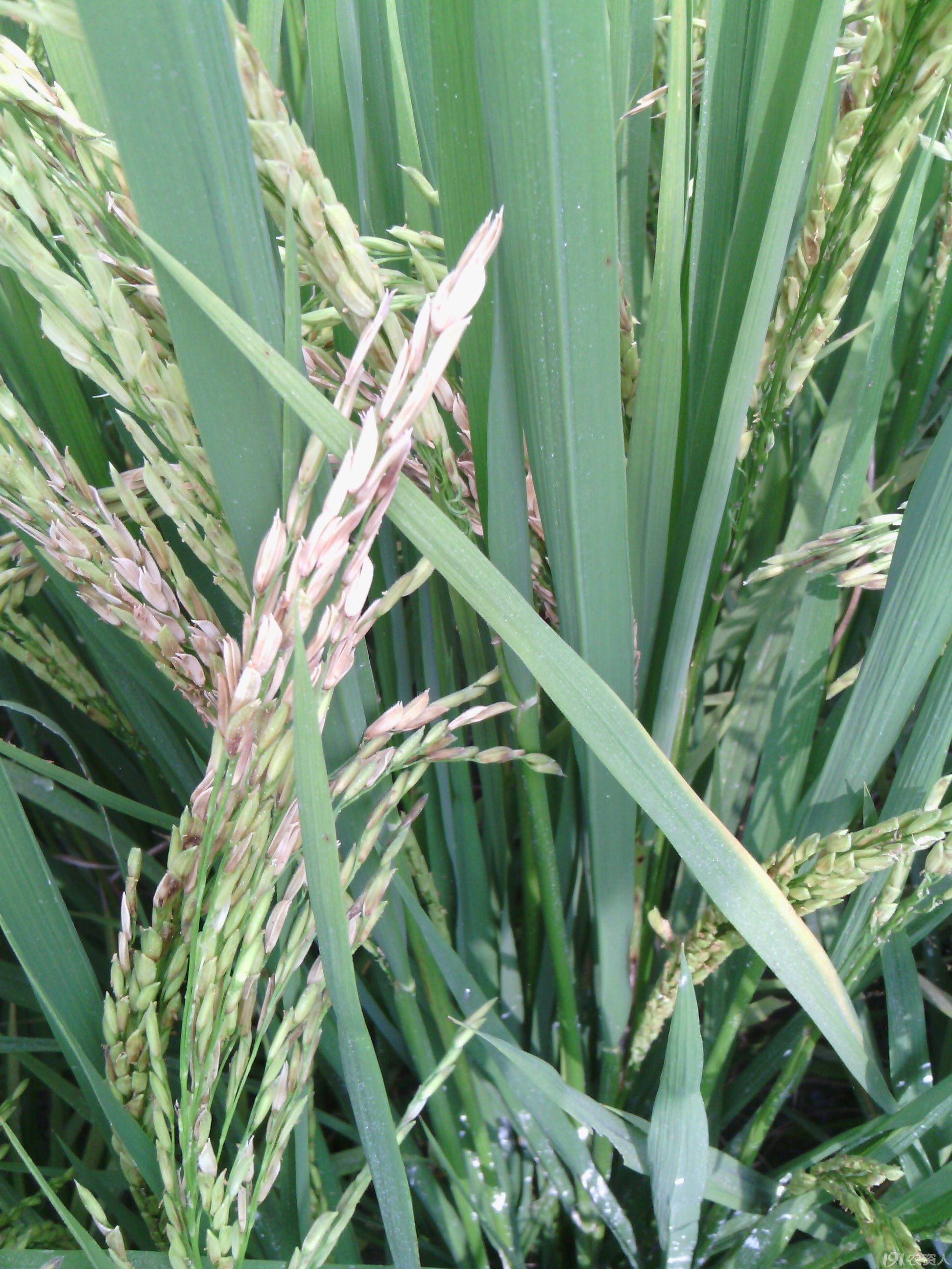 水稻附线螨危害