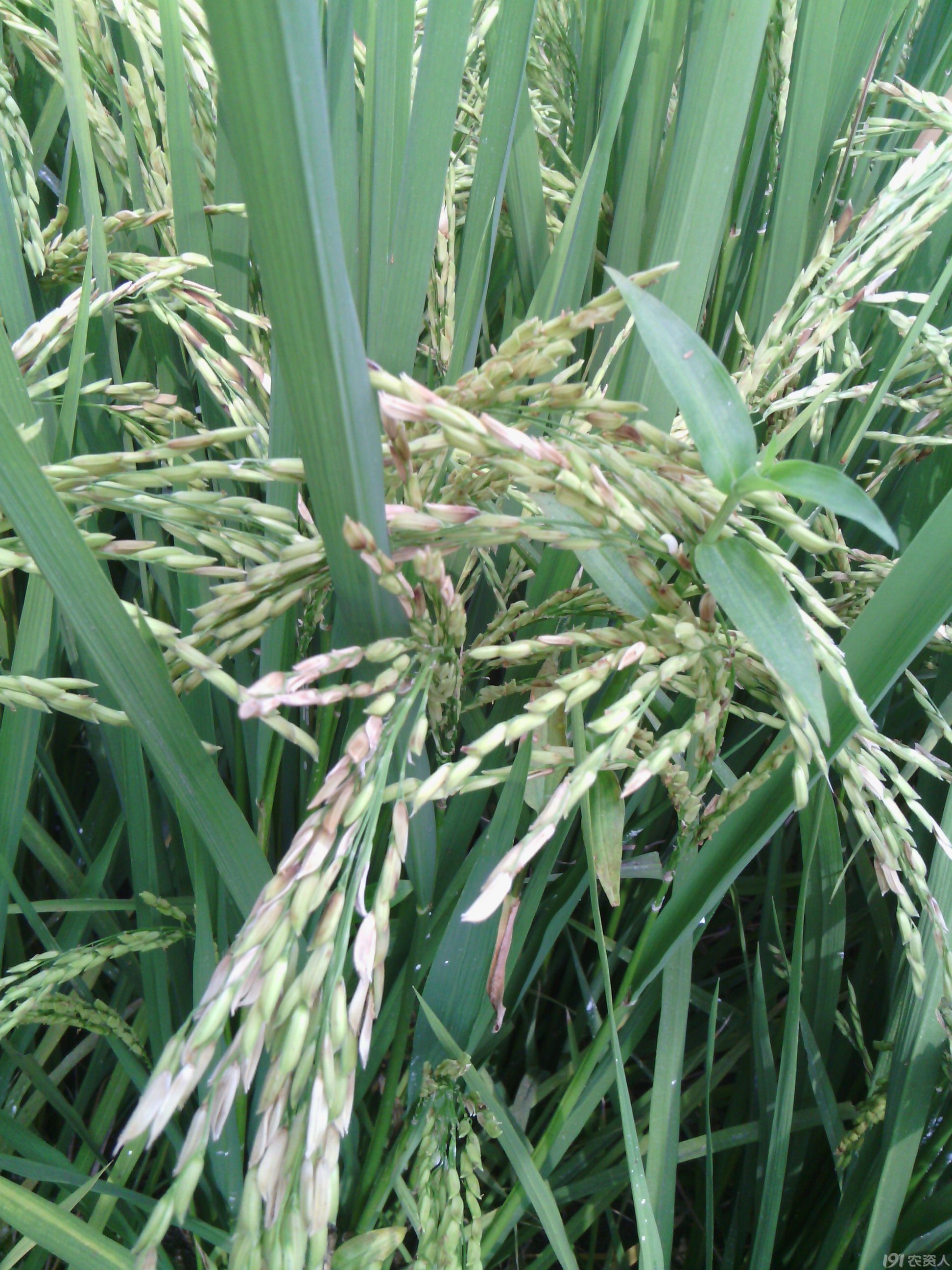 水稻附线螨危害