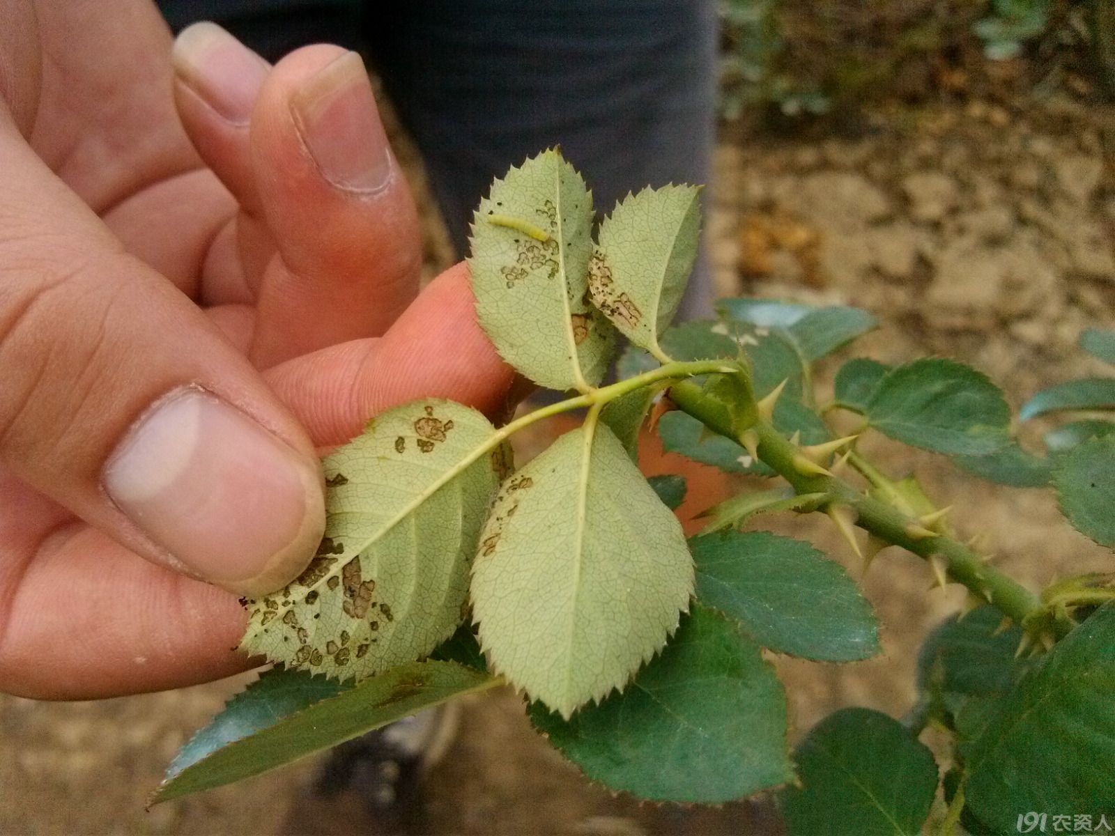 玫瑰花青虫危害