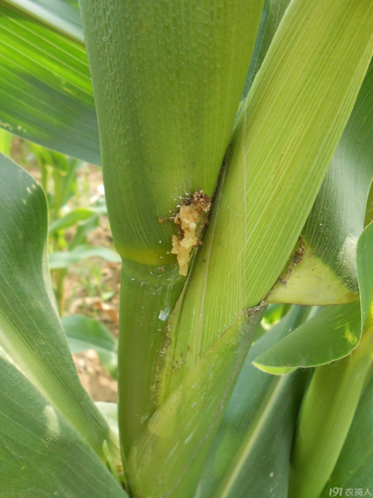 玉米螟为害后期症状