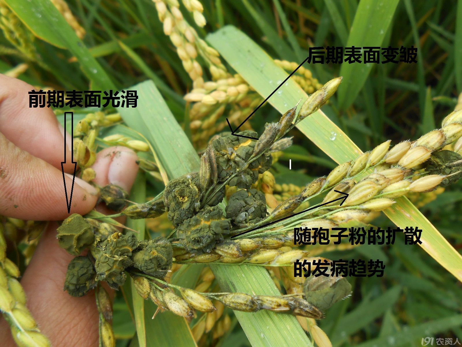 水稻稻曲病病原菌图片