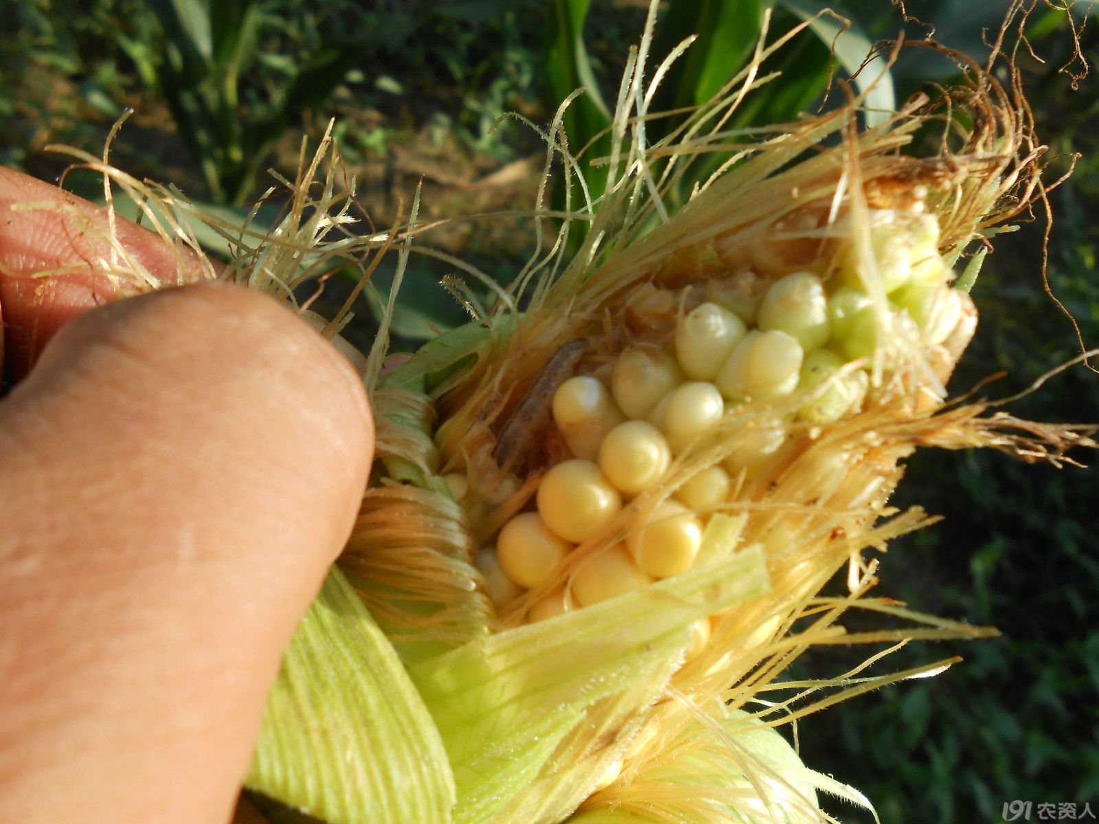 玉米螟为害后期症状