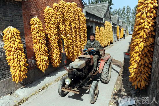 金秋玉米收获忙 ,你那里的玉米收获了么?看到这些你想说些啥.