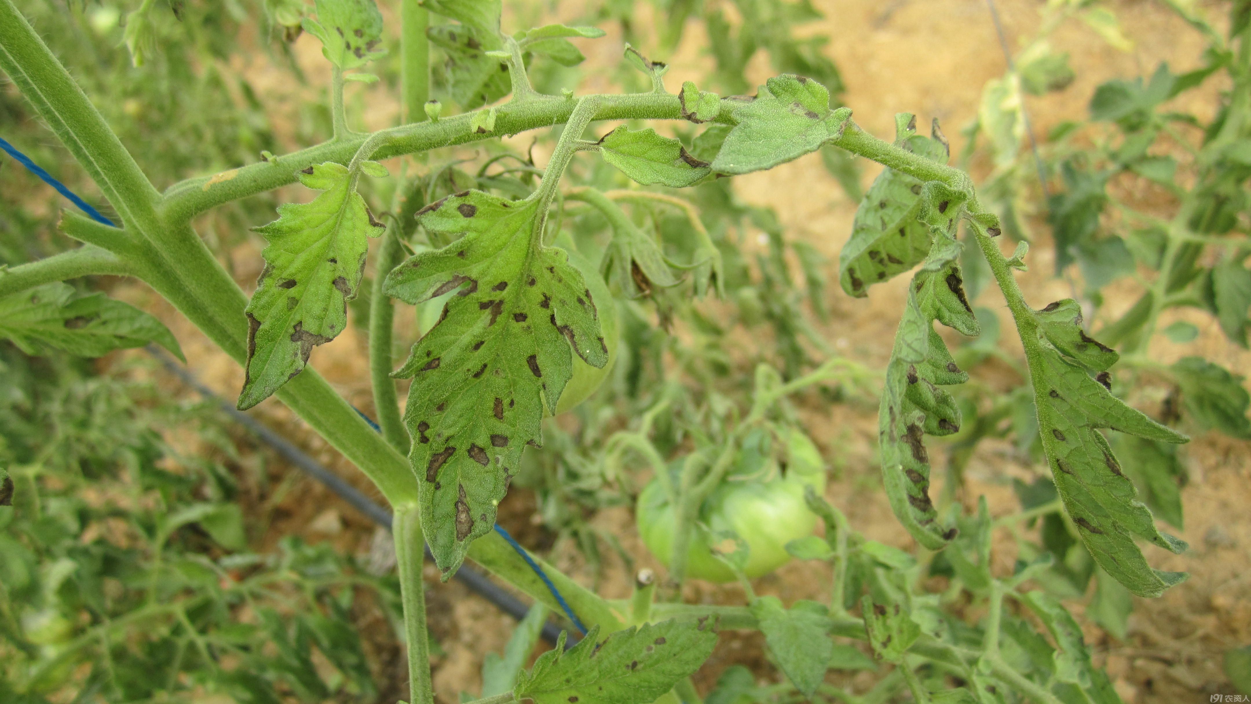 番茄叶片有黑点,什么病啊,怎么治,急