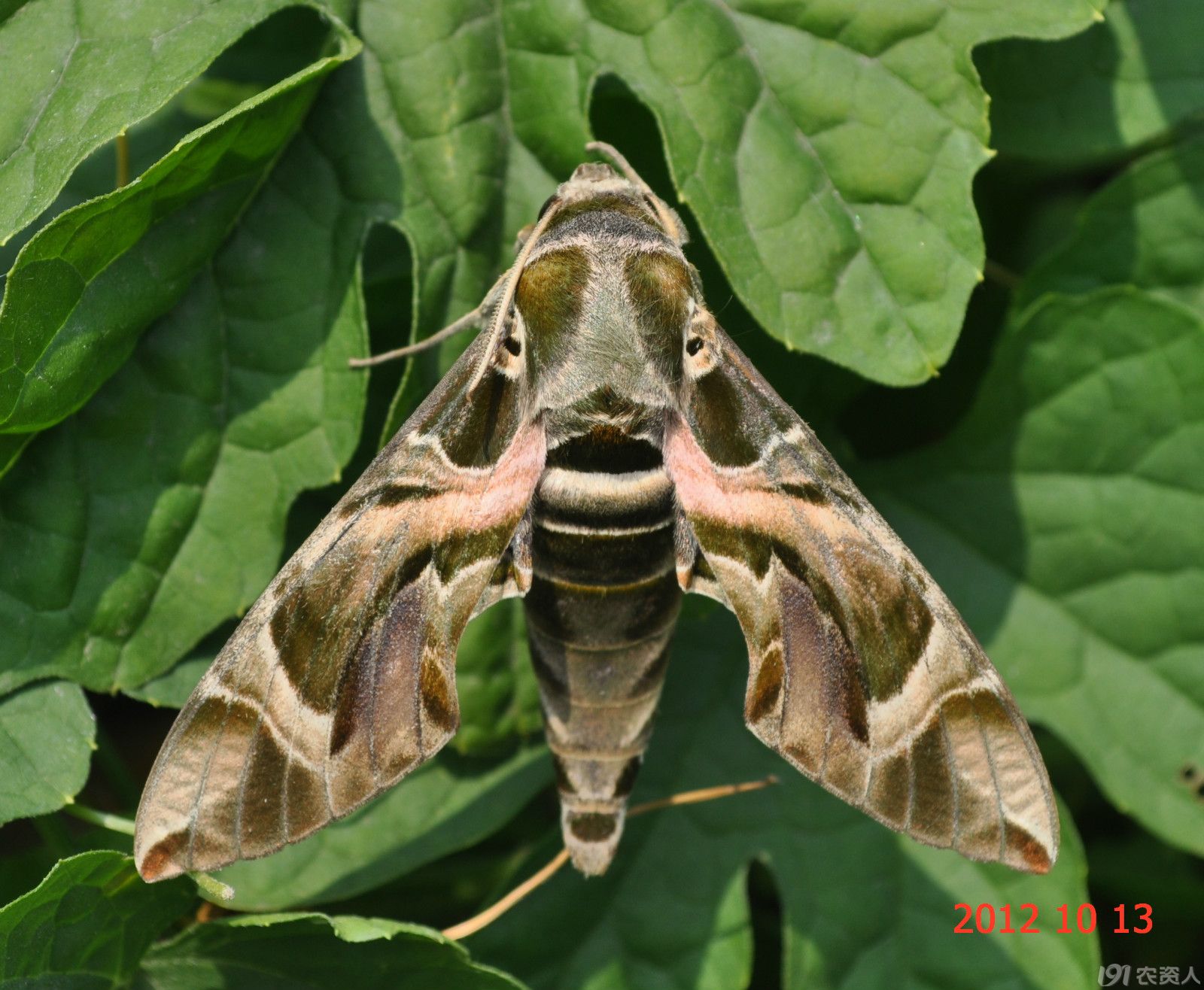 (Ǻ)