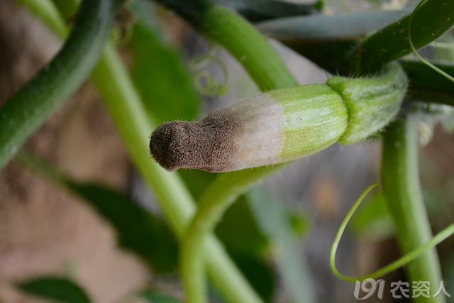 温室越冬茬西葫芦灰霉病
