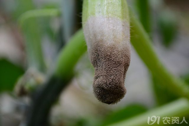 温室越冬茬西葫芦灰霉病