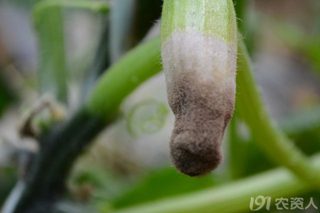 温室越冬茬西葫芦灰霉病