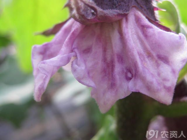 大地农丰茄子紫花病图片集