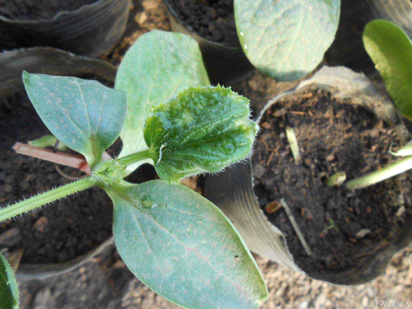 【小晴说药害】——黄瓜苗期噻菌铜药害