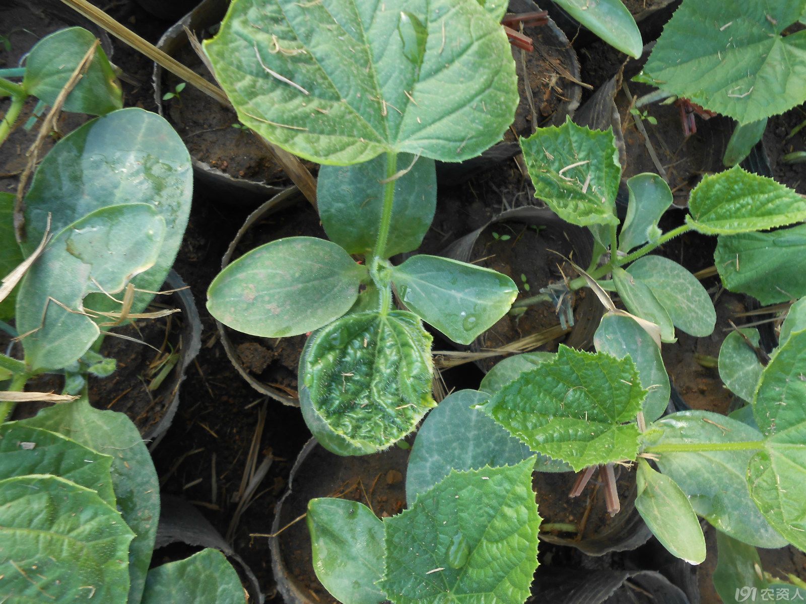 【小晴说药害】——黄瓜苗期噻菌铜药害