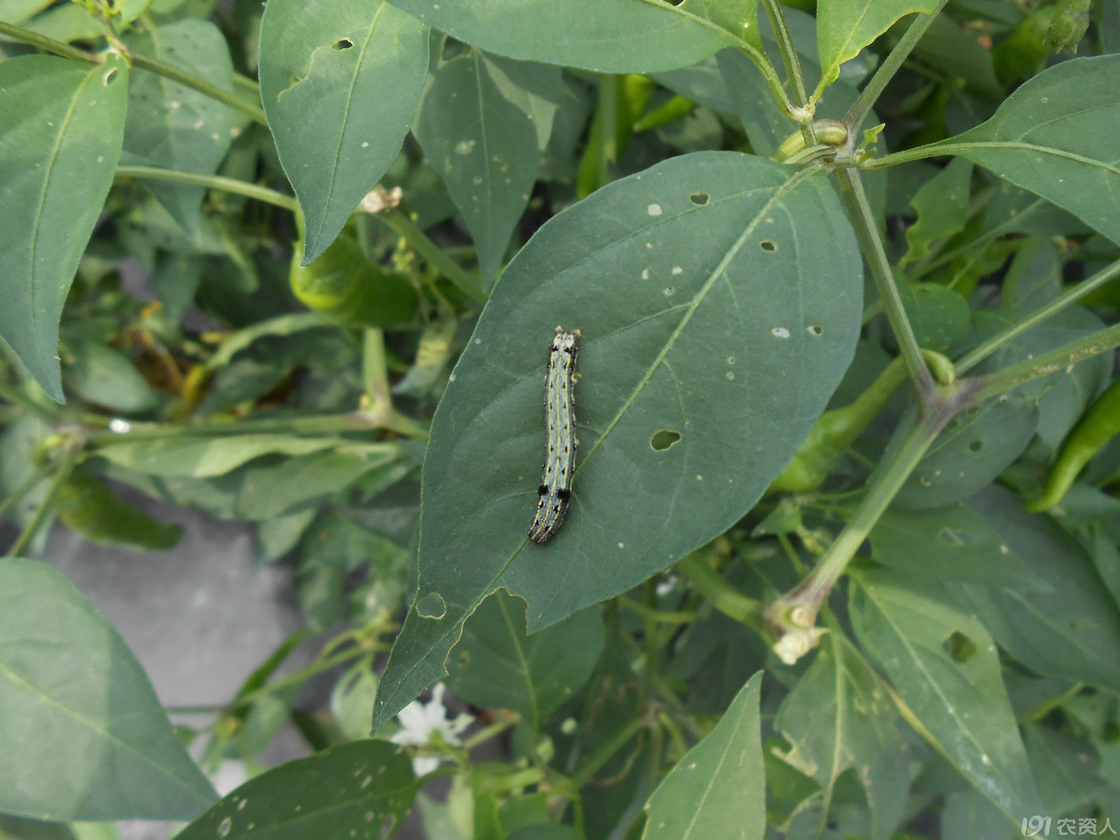 小晴说昆虫】——斜纹夜蛾2