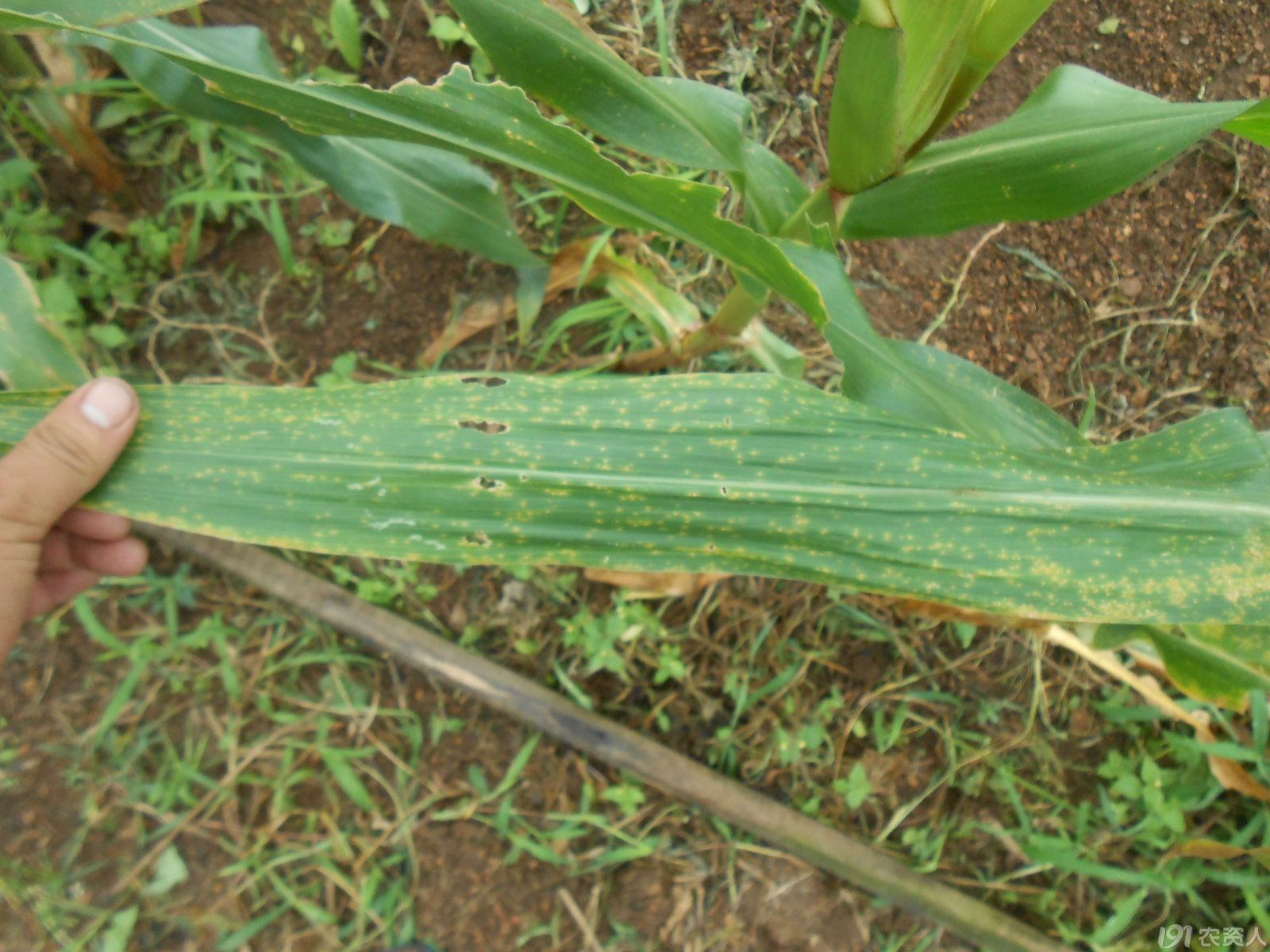 玉米& X28北玉米叶枯病; Helminthosporium或Turcicum& X29;我 库存照片 - 图片 包括有 问题的, 黄色 ...