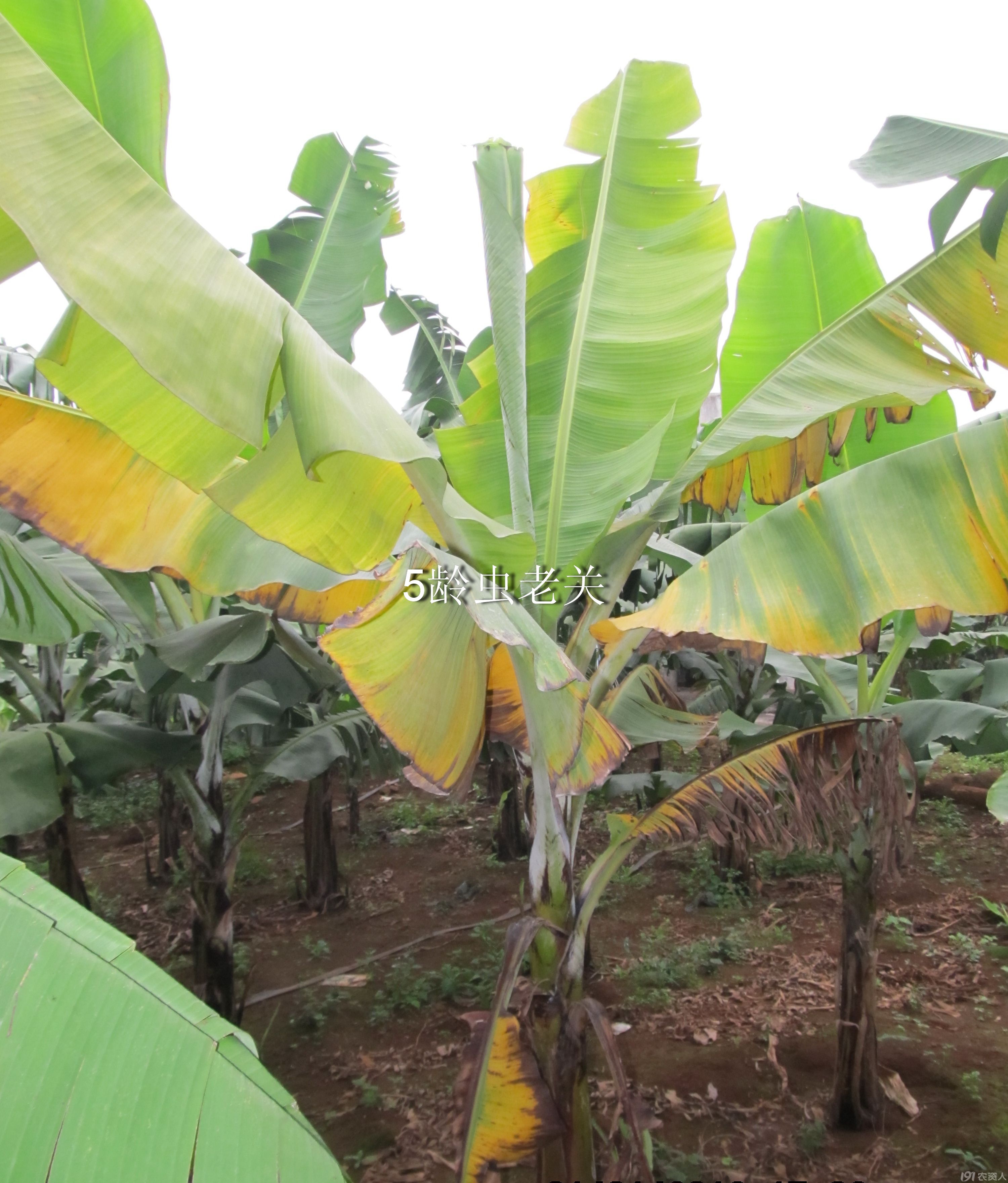 粗谈香蕉巴拿马病.香蕉绝症枯萎病.