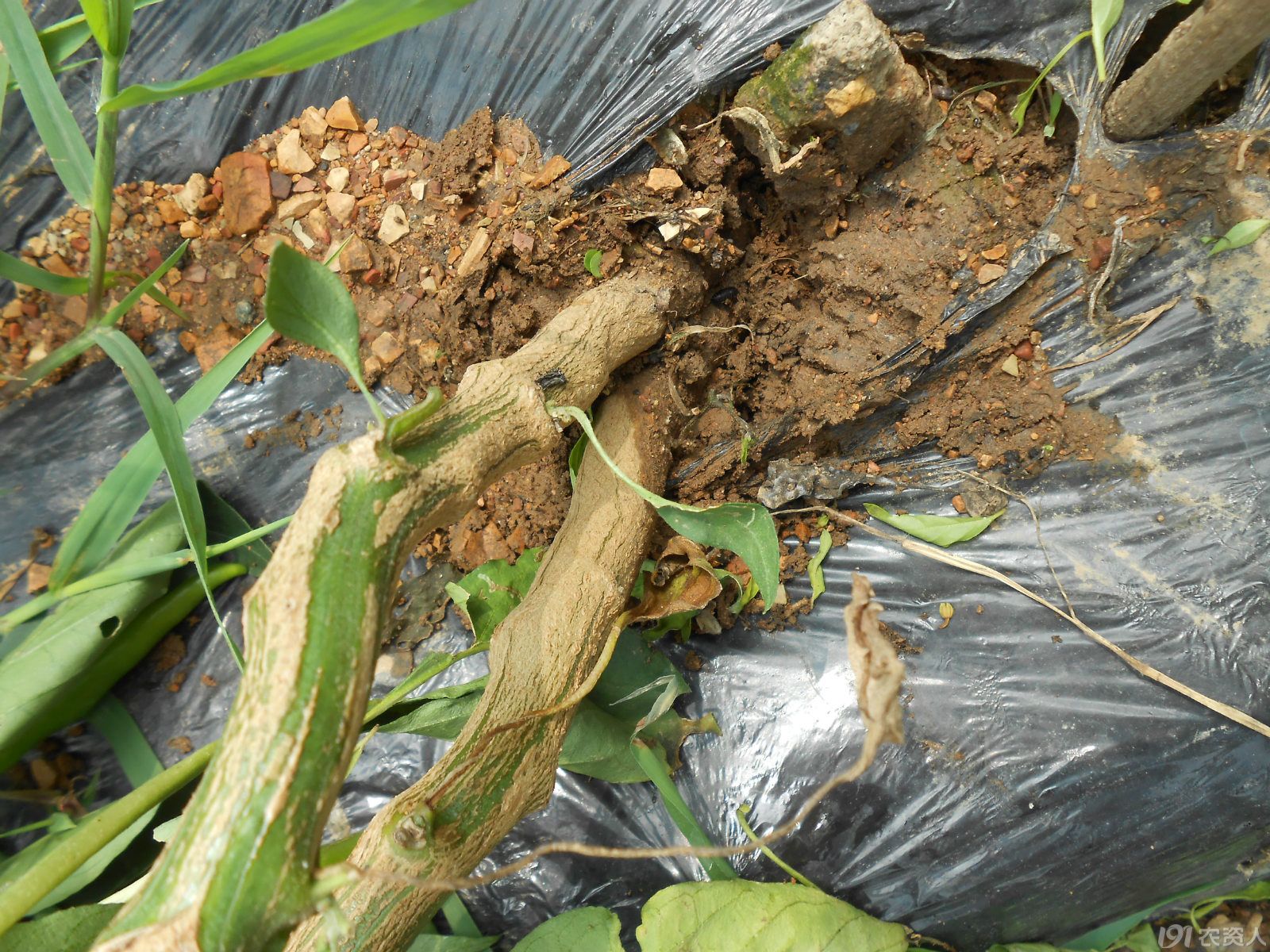 【小晴说病害】——辣椒枯萎病